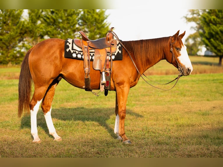 American Quarter Horse Wallach 4 Jahre 160 cm Rotfuchs in Turbotville