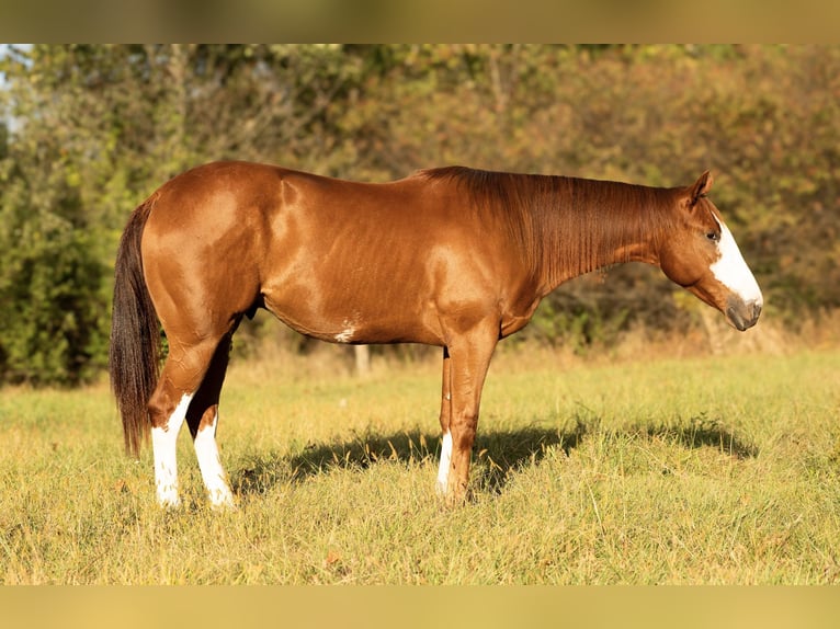 American Quarter Horse Wallach 4 Jahre 160 cm Rotfuchs in Turbotville