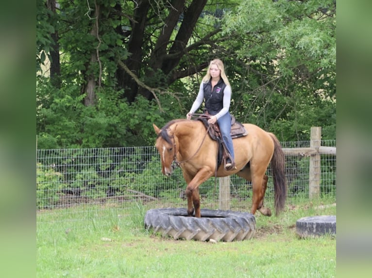 American Quarter Horse Wallach 4 Jahre 163 cm Falbe in Howell