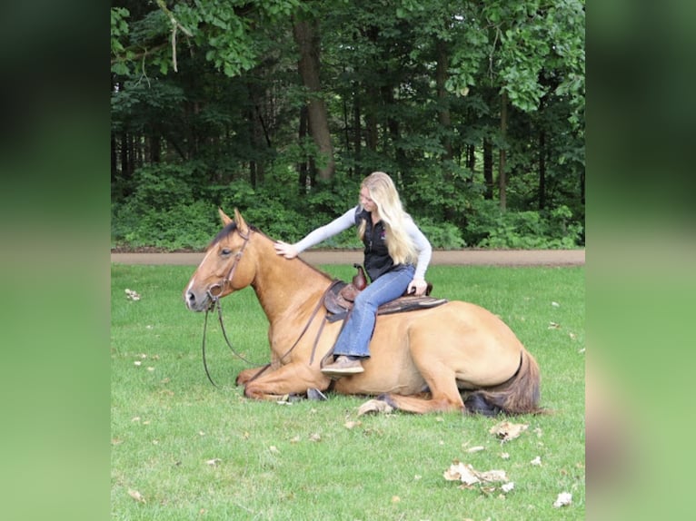 American Quarter Horse Wallach 4 Jahre 163 cm Falbe in Howell