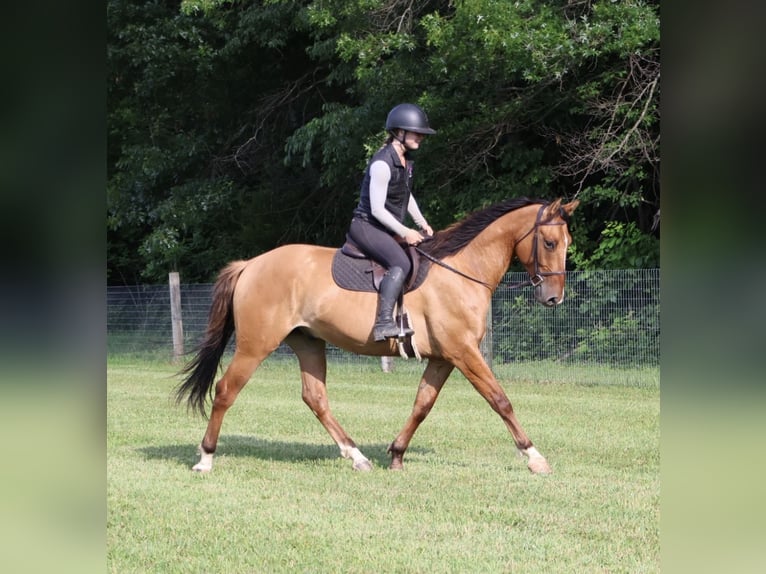 American Quarter Horse Wallach 4 Jahre 163 cm Falbe in Howell