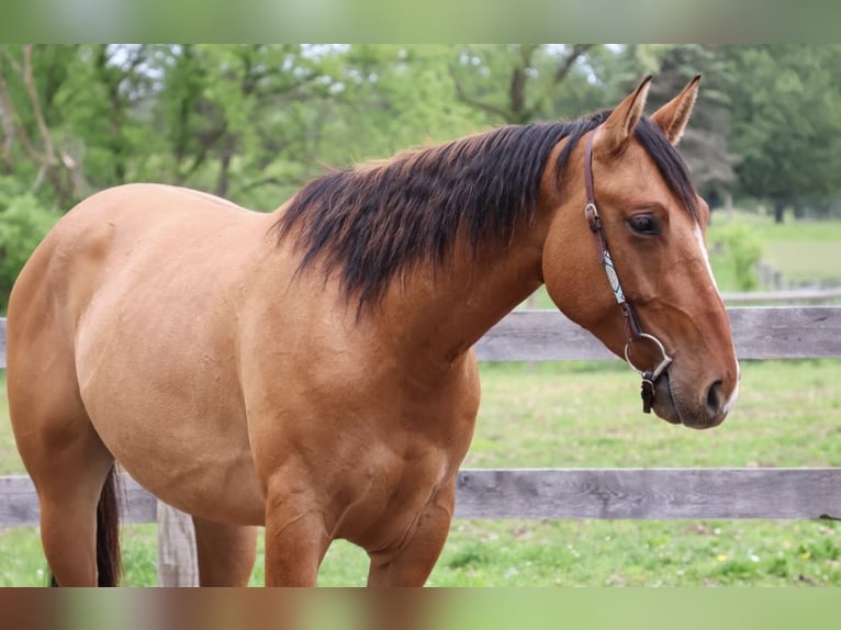 American Quarter Horse Wallach 4 Jahre 163 cm Falbe in Howell