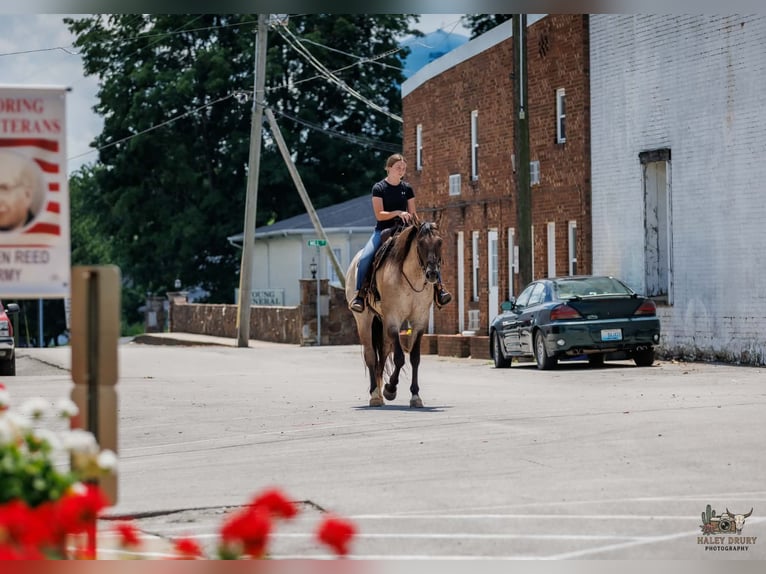 American Quarter Horse Wallach 4 Jahre 163 cm Grullo in Auburn
