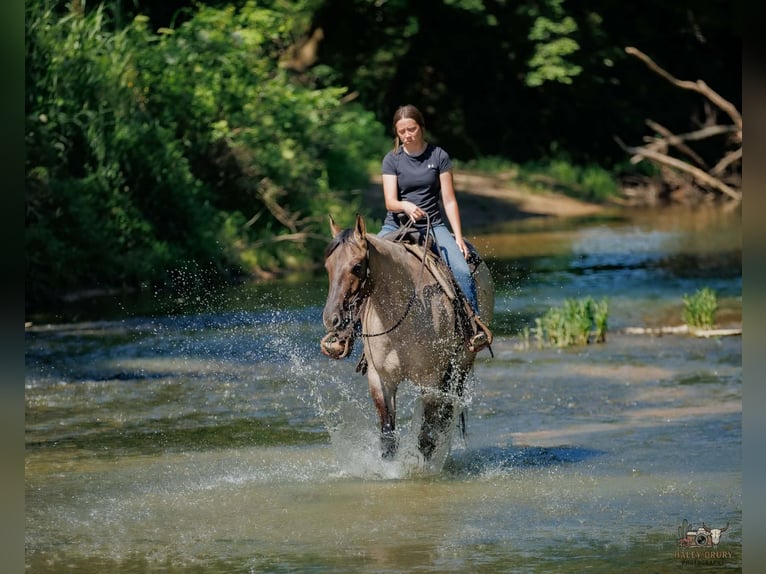 American Quarter Horse Wallach 4 Jahre 163 cm Grullo in Auburn