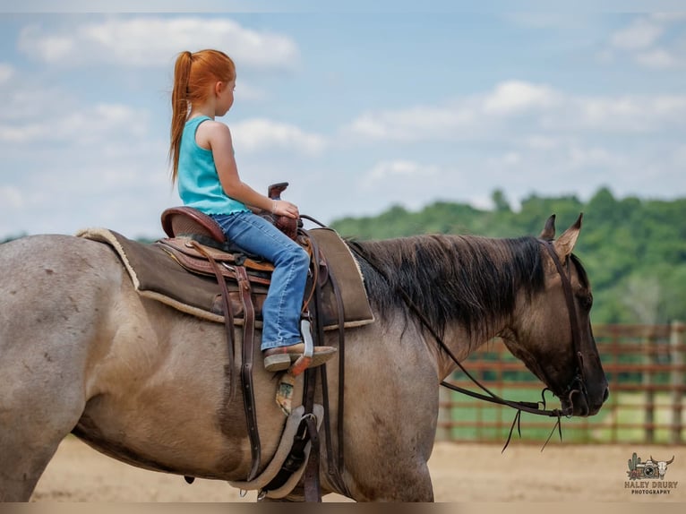 American Quarter Horse Wallach 4 Jahre 163 cm Grullo in Auburn