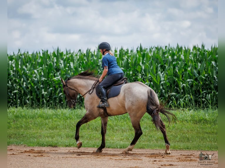 American Quarter Horse Wallach 4 Jahre 163 cm Grullo in Auburn