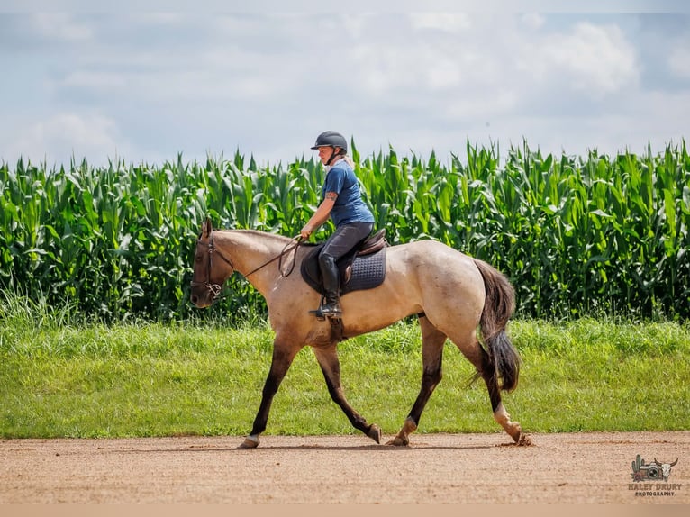 American Quarter Horse Wallach 4 Jahre 163 cm Grullo in Auburn
