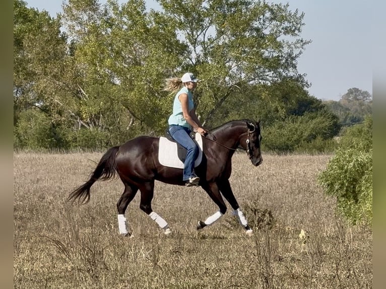 American Quarter Horse Wallach 4 Jahre 163 cm Rappe in Canistota
