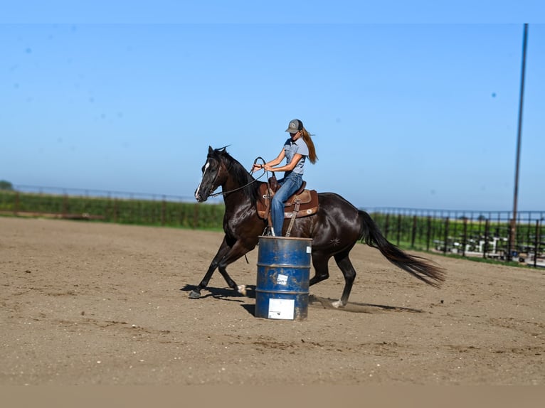 American Quarter Horse Wallach 4 Jahre 163 cm Rappe in Canistota