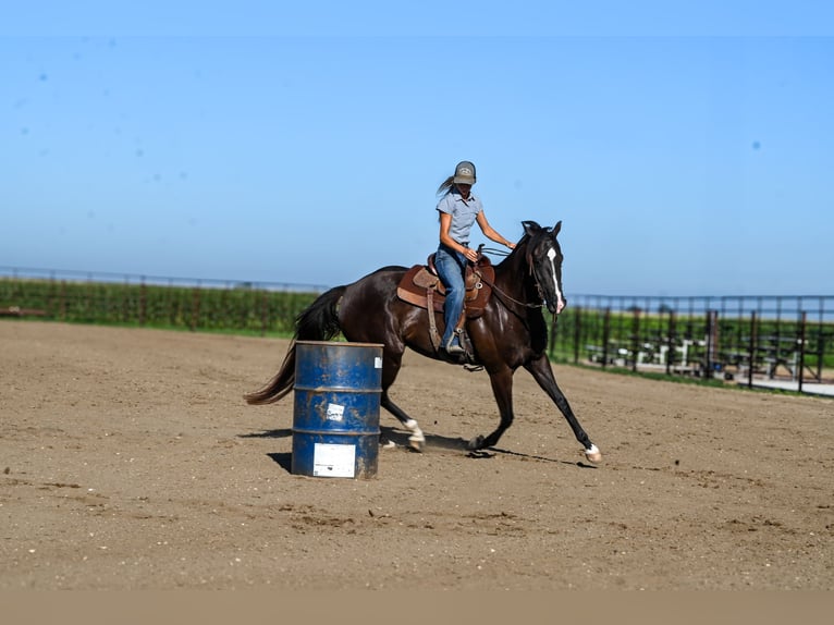 American Quarter Horse Wallach 4 Jahre 163 cm Rappe in Canistota