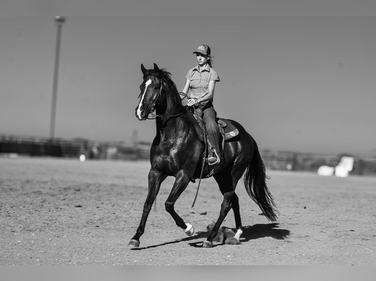 American Quarter Horse Wallach 4 Jahre 163 cm Rappe in Canistota