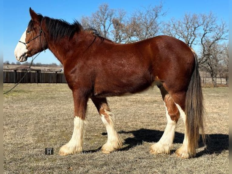 American Quarter Horse Wallach 4 Jahre 163 cm Roan-Bay in Jacksboro, TX