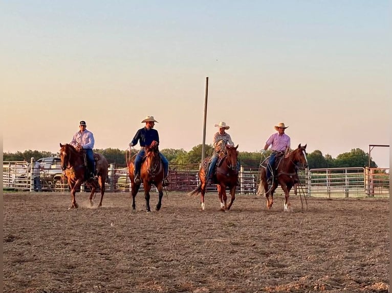American Quarter Horse Wallach 4 Jahre 163 cm Roan-Red in Lewistown