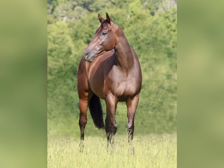 American Quarter Horse Mix Wallach 4 Jahre 163 cm Rotbrauner in Athens, TX