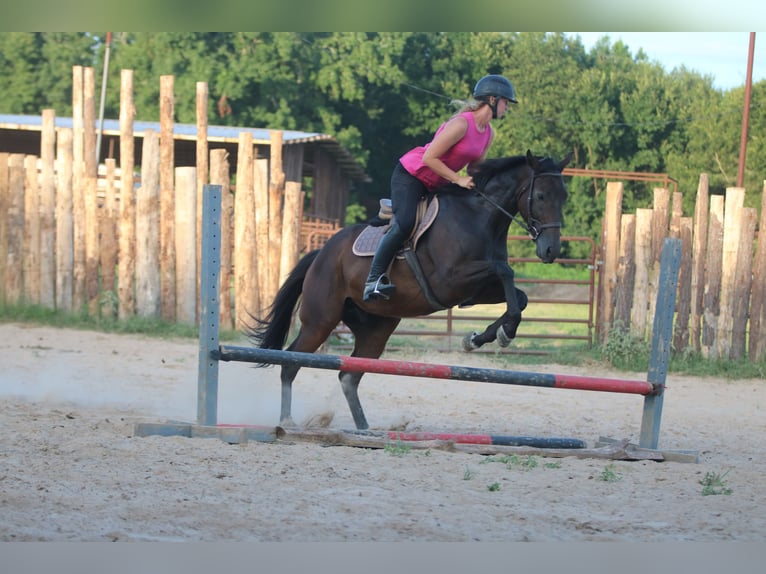American Quarter Horse Mix Wallach 4 Jahre 163 cm Rotbrauner in Athens, TX
