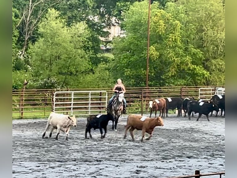 American Quarter Horse Wallach 4 Jahre 163 cm Schimmel in New Holland, PA