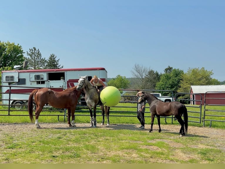 American Quarter Horse Wallach 4 Jahre 163 cm Schimmel in New Holland, PA