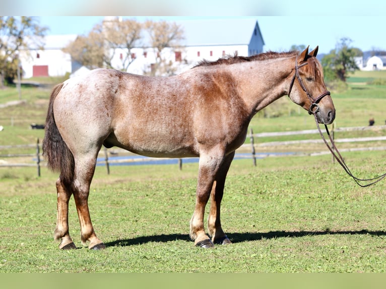 American Quarter Horse Mix Wallach 4 Jahre 165 cm Roan-Red in Gap