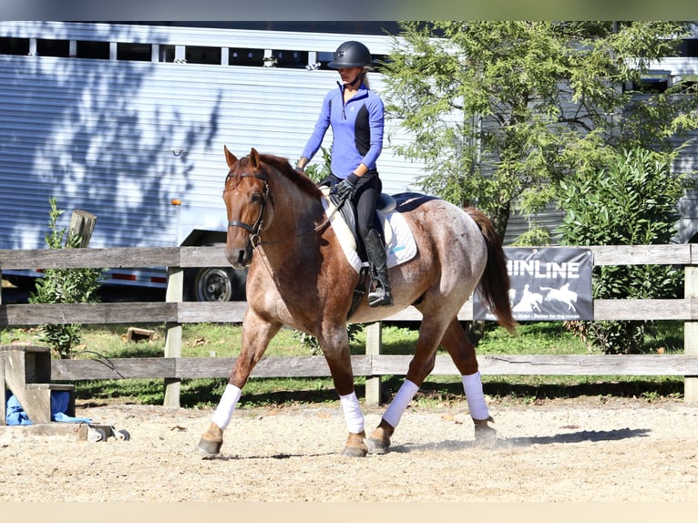 American Quarter Horse Mix Wallach 4 Jahre 165 cm Roan-Red in Gap