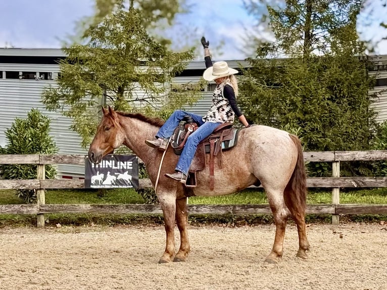 American Quarter Horse Mix Wallach 4 Jahre 165 cm Roan-Red in Gap American Quarter Horse Mix Wallach 4 Jahre 165 cm Roan-Red in Gap