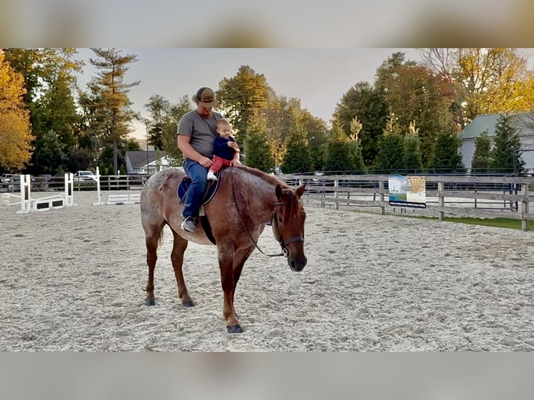 American Quarter Horse Mix Wallach 4 Jahre 165 cm Roan-Red in Gap American Quarter Horse Mix Wallach 4 Jahre 165 cm Roan-Red in Gap