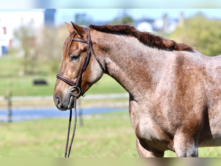 American Quarter Horse Mix Wallach 4 Jahre 165 cm Roan-Red in Gap American Quarter Horse Mix Wallach 4 Jahre 165 cm Roan-Red in Gap