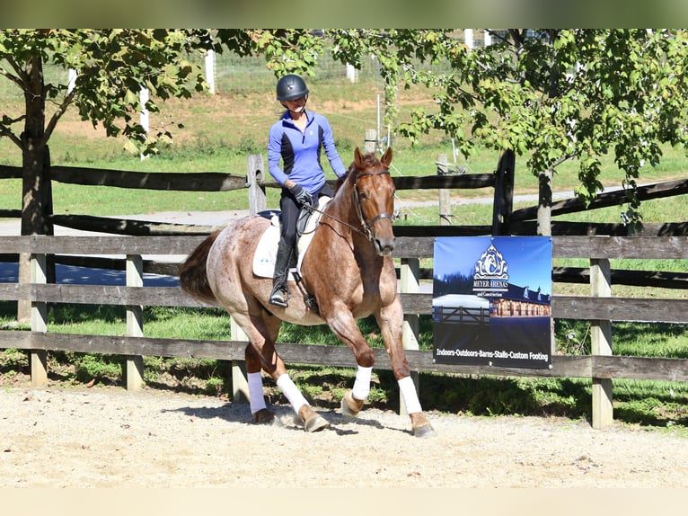 American Quarter Horse Mix Wallach 4 Jahre 165 cm Roan-Red in Gap American Quarter Horse Mix Wallach 4 Jahre 165 cm Roan-Red in Gap