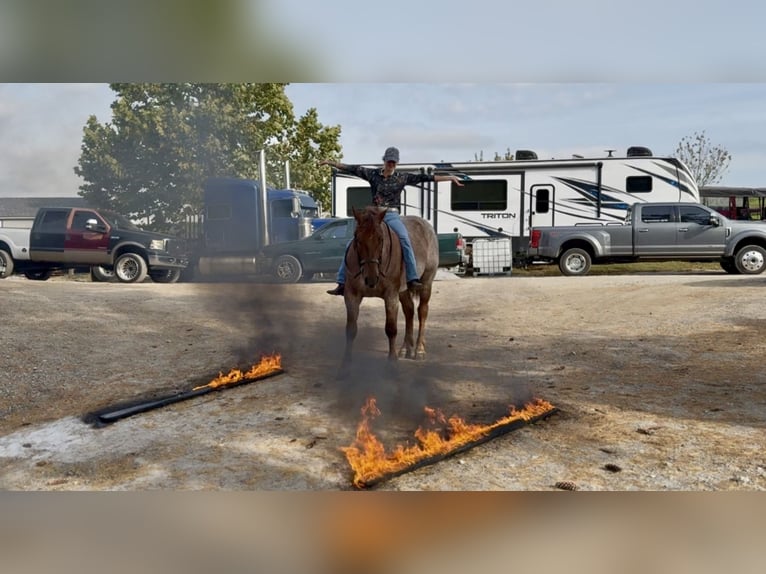 American Quarter Horse Mix Wallach 4 Jahre 165 cm Roan-Red in Gap American Quarter Horse Mix Wallach 4 Jahre 165 cm Roan-Red in Gap