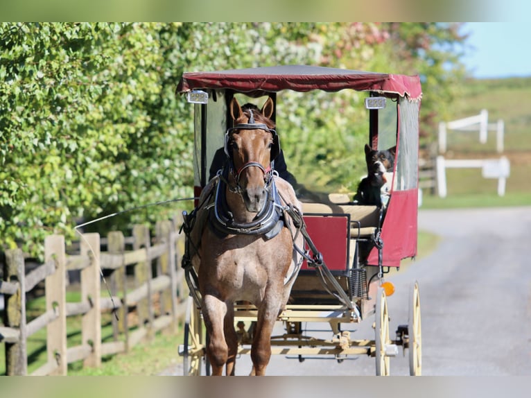 American Quarter Horse Mix Wallach 4 Jahre 165 cm Roan-Red in Gap American Quarter Horse Mix Wallach 4 Jahre 165 cm Roan-Red in Gap