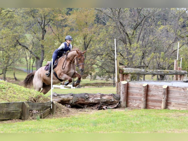 American Quarter Horse Mix Wallach 4 Jahre 165 cm Roan-Red in Gap American Quarter Horse Mix Wallach 4 Jahre 165 cm Roan-Red in Gap