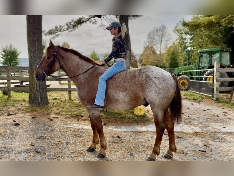 American Quarter Horse Mix Wallach 4 Jahre 165 cm Roan-Red in Gap American Quarter Horse Mix Wallach 4 Jahre 165 cm Roan-Red in Gap