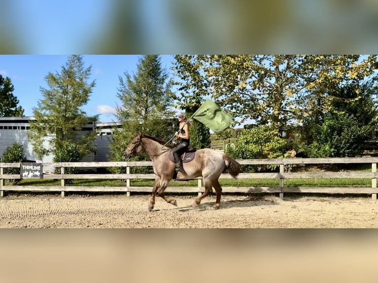 American Quarter Horse Mix Wallach 4 Jahre 165 cm Roan-Red in Gap American Quarter Horse Mix Wallach 4 Jahre 165 cm Roan-Red in Gap