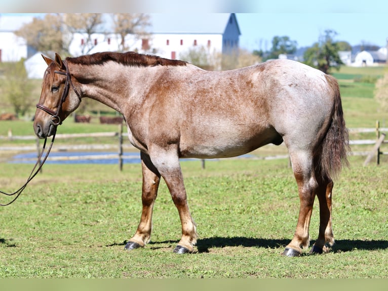 American Quarter Horse Mix Wallach 4 Jahre 165 cm Roan-Red in Gap American Quarter Horse Mix Wallach 4 Jahre 165 cm Roan-Red in Gap