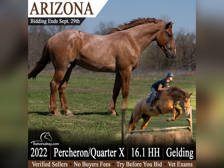 American Quarter Horse Mix Wallach 4 Jahre 165 cm Roan-Red in Hackettstown, NJ