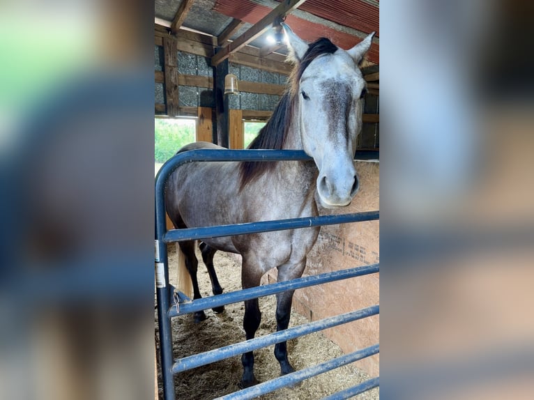 American Quarter Horse Wallach 4 Jahre 168 cm Apfelschimmel in Louisville, MS