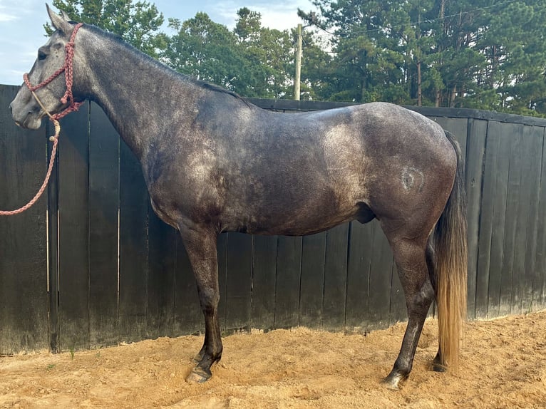 American Quarter Horse Wallach 4 Jahre 168 cm Apfelschimmel in Louisville, MS