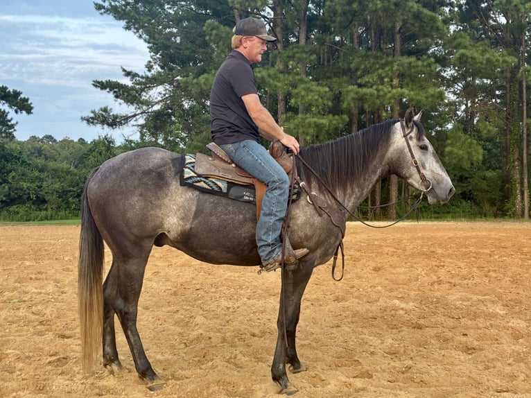 American Quarter Horse Wallach 4 Jahre 168 cm Apfelschimmel in Louisville, MS