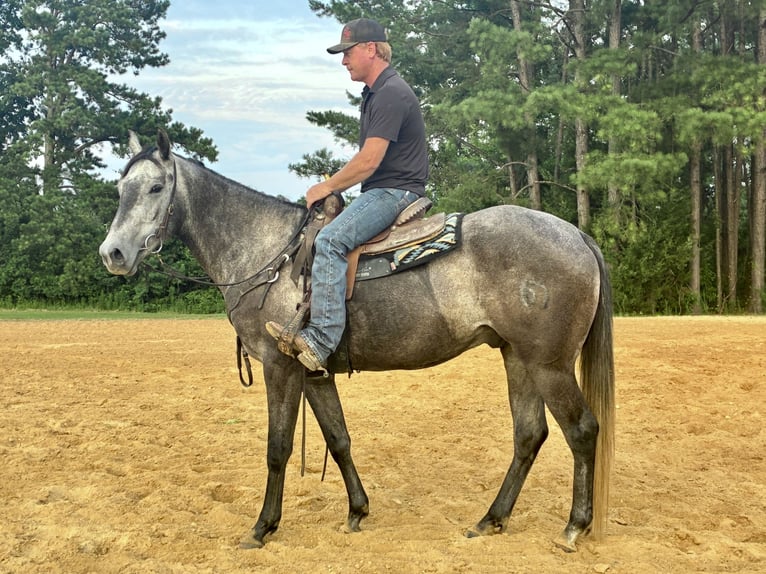 American Quarter Horse Wallach 4 Jahre 168 cm Apfelschimmel in Louisville, MS