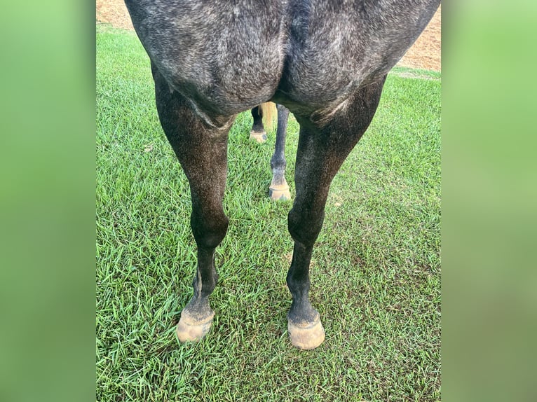 American Quarter Horse Wallach 4 Jahre 168 cm Apfelschimmel in Louisville, MS