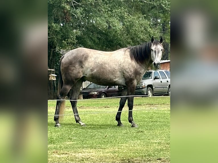 American Quarter Horse Wallach 4 Jahre 168 cm Apfelschimmel in Louisville, MS