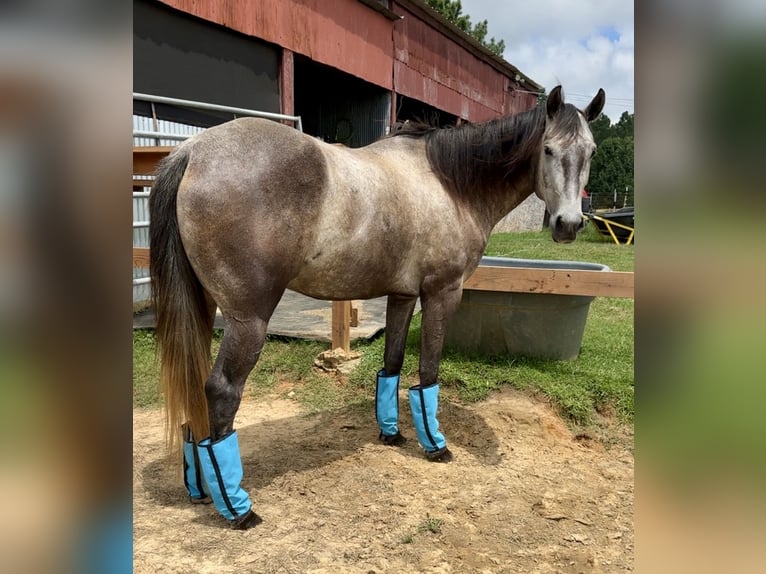American Quarter Horse Wallach 4 Jahre 168 cm Apfelschimmel in Louisville, MS