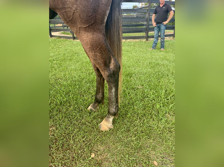 American Quarter Horse Wallach 4 Jahre 168 cm Apfelschimmel in Louisville, MS