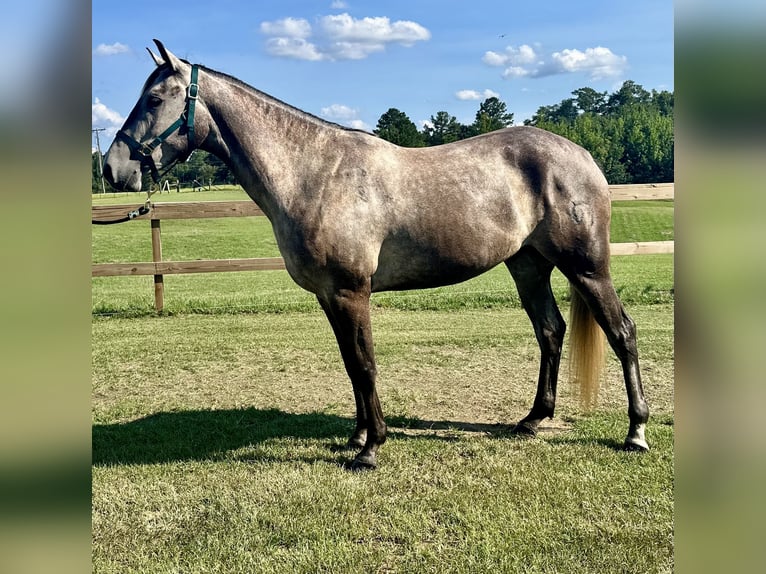 American Quarter Horse Wallach 4 Jahre 168 cm Apfelschimmel in Louisville, MS