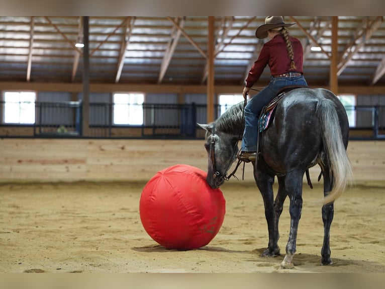American Quarter Horse Wallach 4 Jahre Apfelschimmel in Clarion