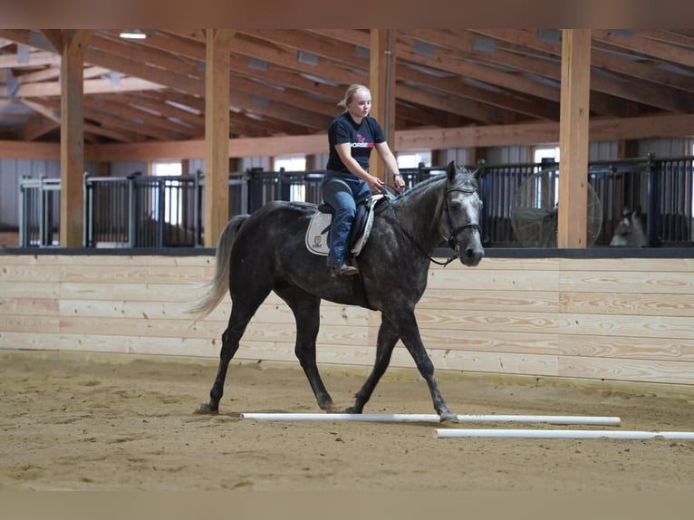 American Quarter Horse Wallach 4 Jahre Apfelschimmel in Clarion