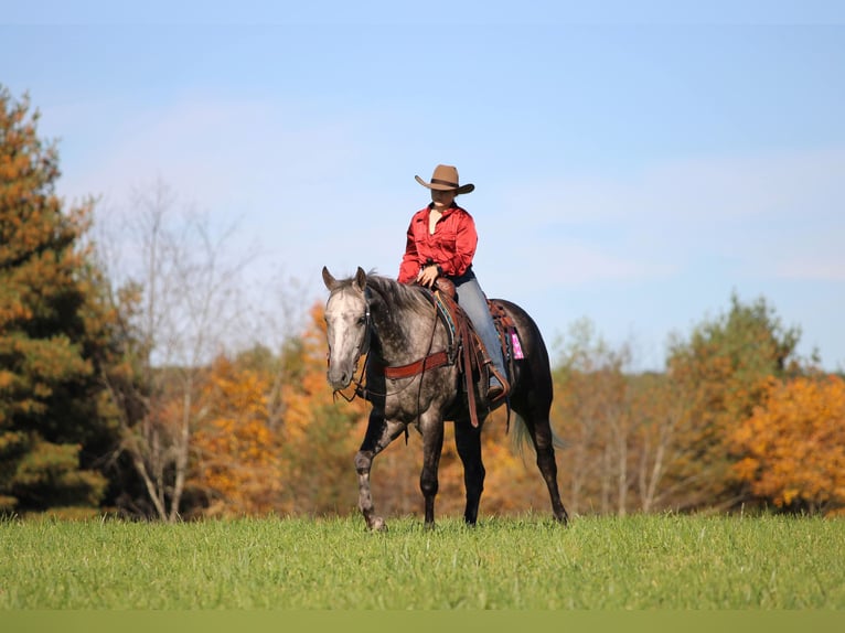 American Quarter Horse Wallach 4 Jahre Apfelschimmel in Clarion