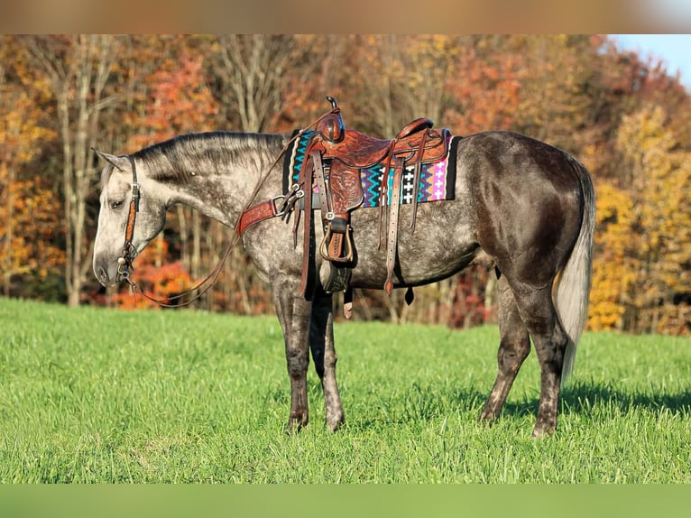 American Quarter Horse Wallach 4 Jahre Apfelschimmel in Clarion