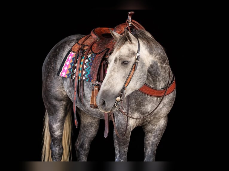 American Quarter Horse Wallach 4 Jahre Apfelschimmel in Clarion