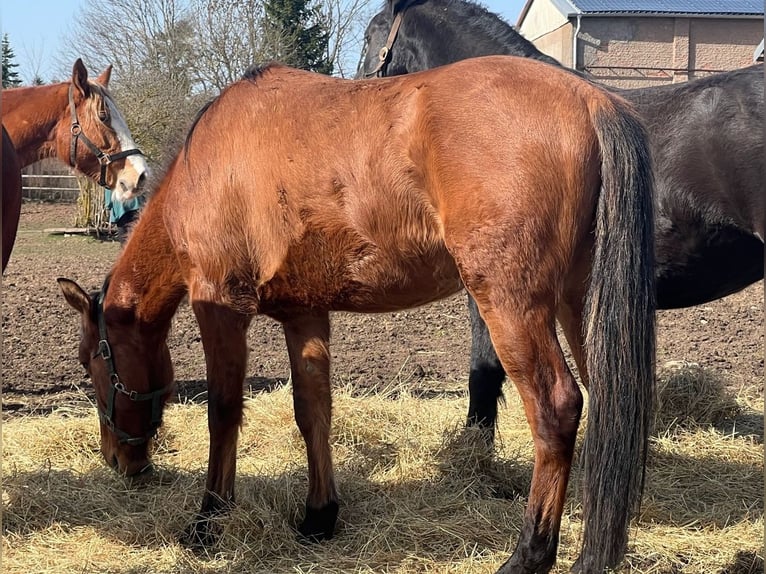 American Quarter Horse Mix Wallach 4 Jahre Brauner in Kaltohmfeld