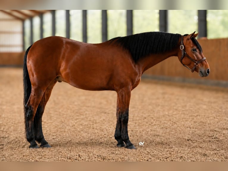 American Quarter Horse Wallach 4 Jahre Brauner in Walsdorf